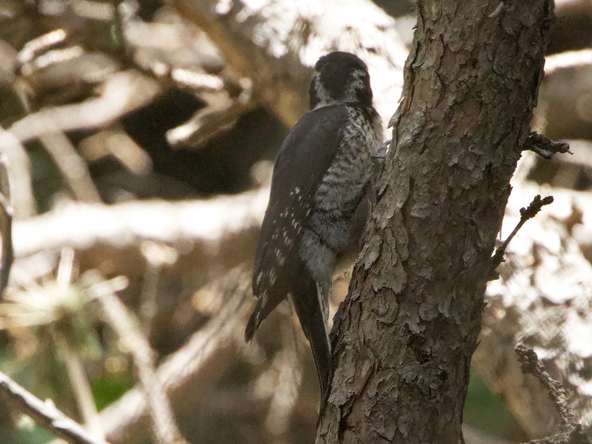 American Three-toed Woodpecker - ML620612956