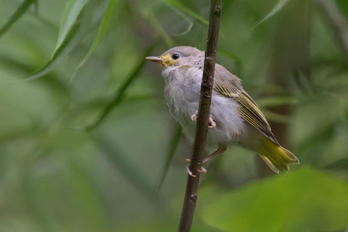 Goldwaldsänger - ML620612957