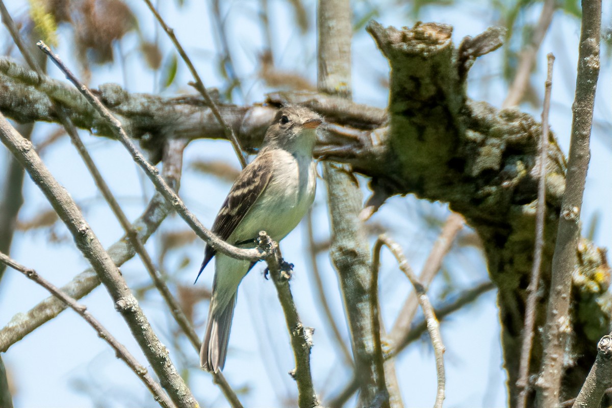 Willow Flycatcher - ML620612958