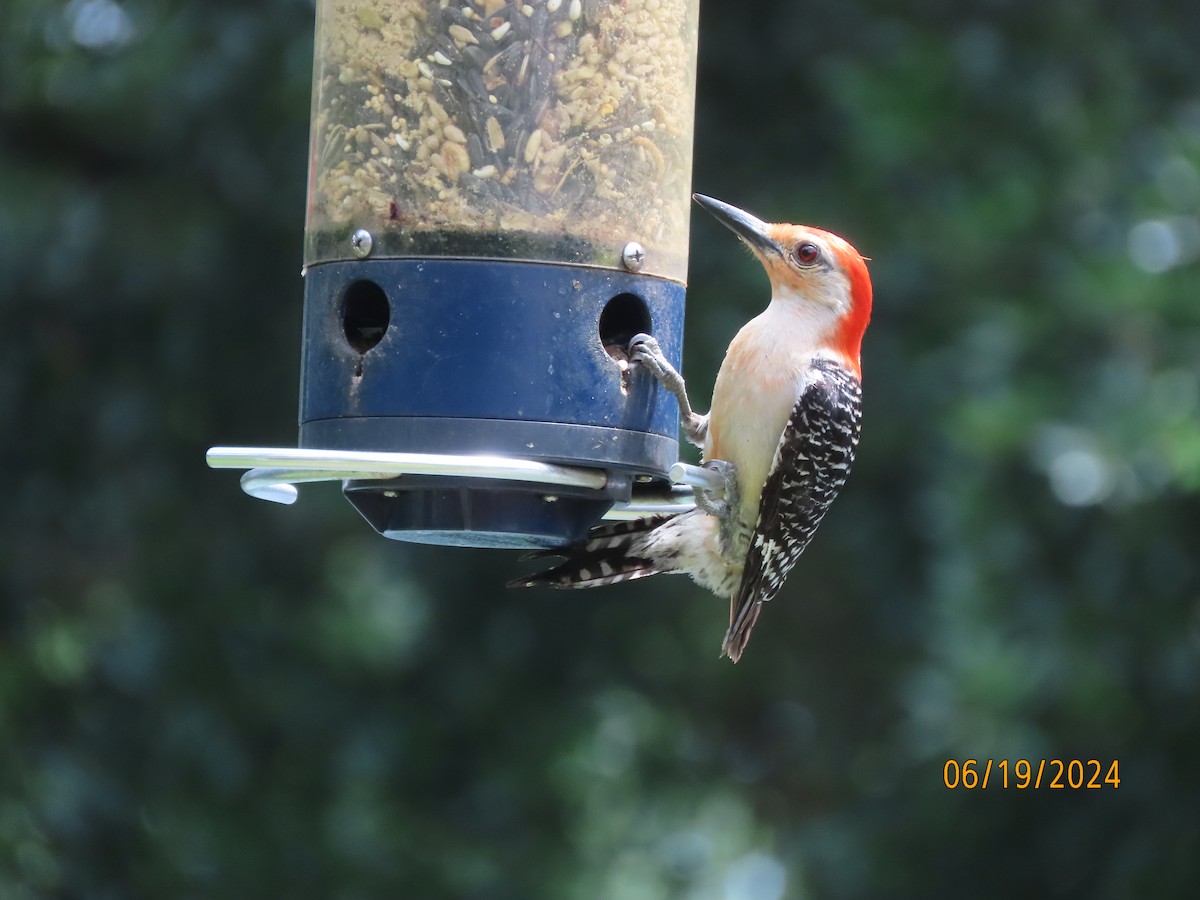 Red-bellied Woodpecker - ML620612959