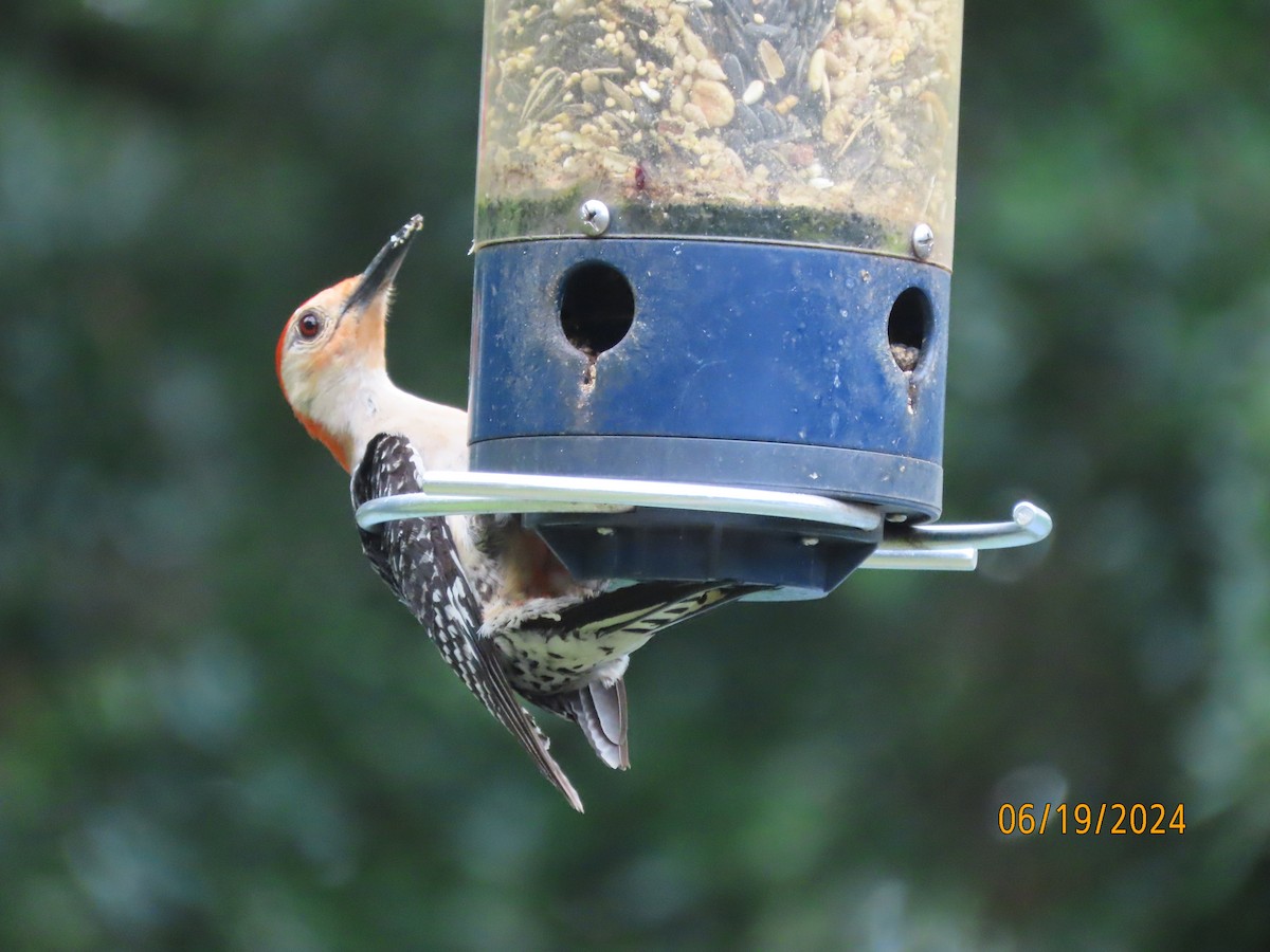 Red-bellied Woodpecker - ML620612961