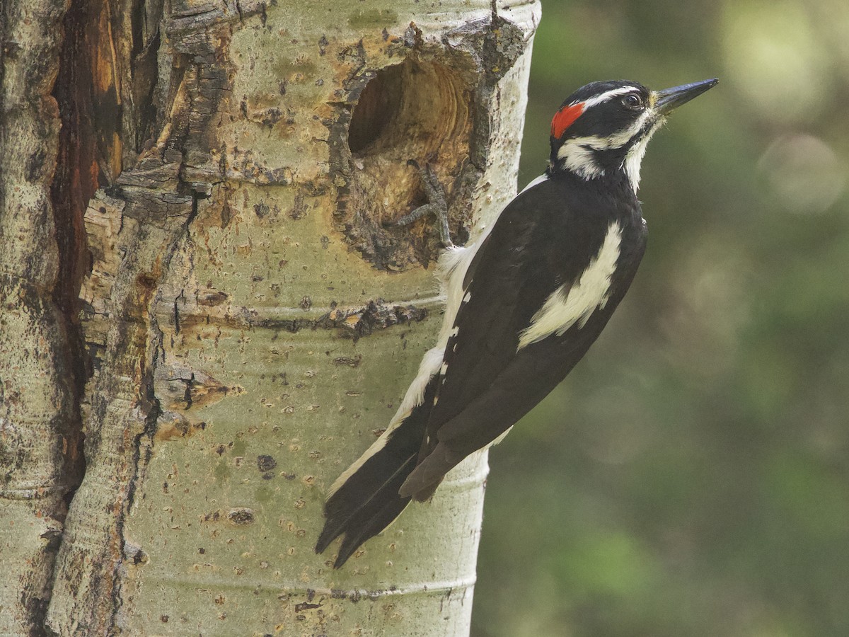 Hairy Woodpecker - ML620612962