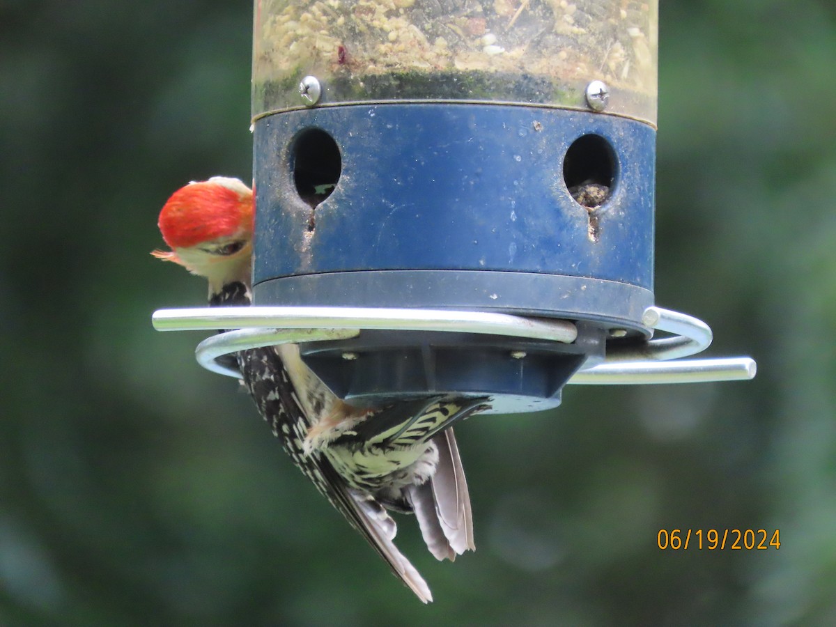 Red-bellied Woodpecker - ML620612963