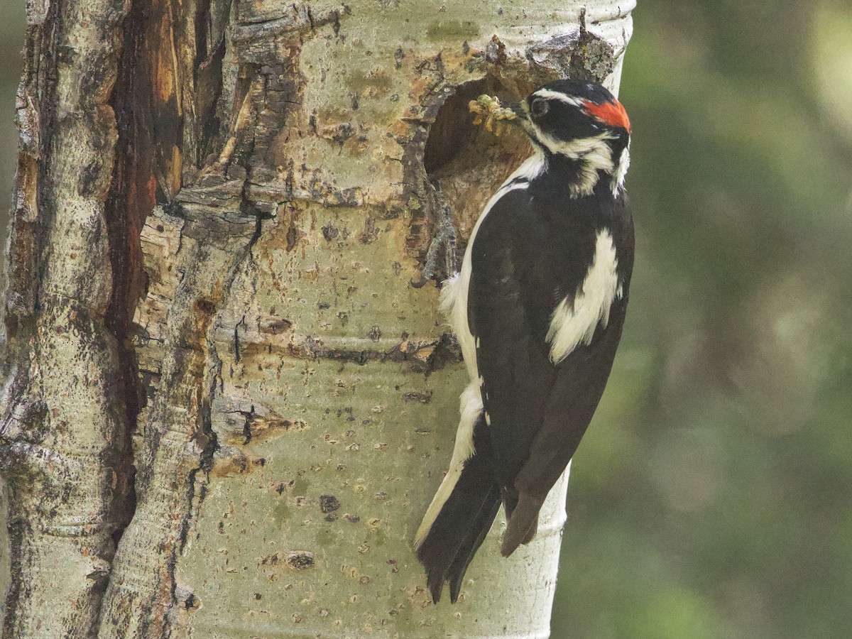 Hairy Woodpecker - Dave Prentice