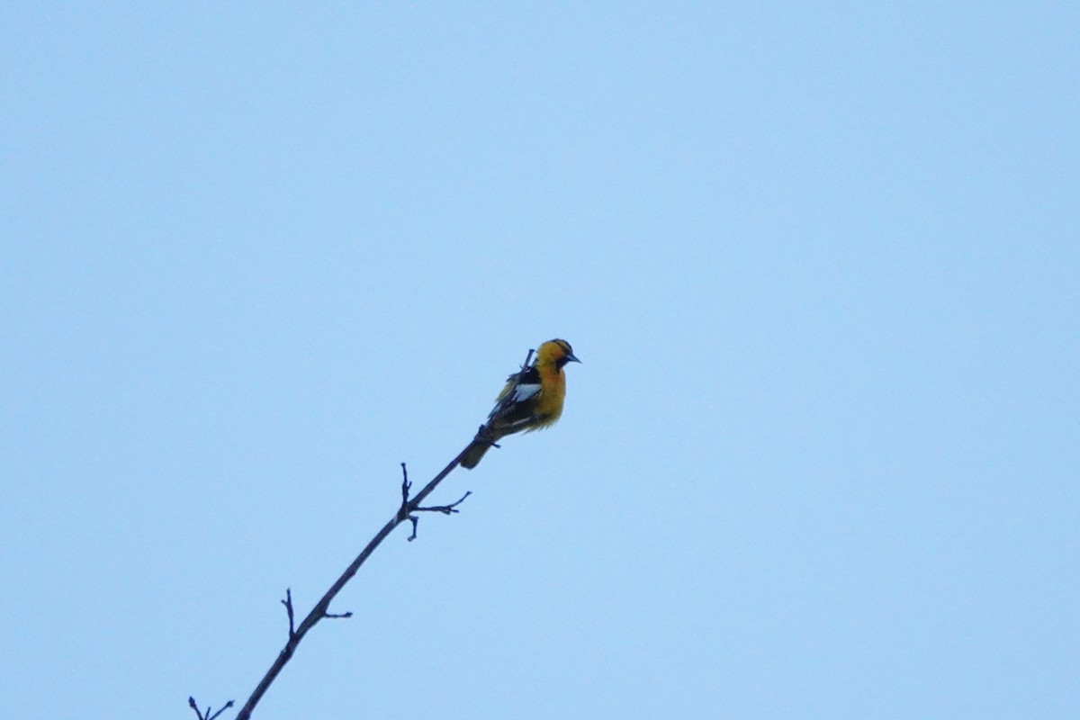 Bullock's Oriole - Matthew Hunter