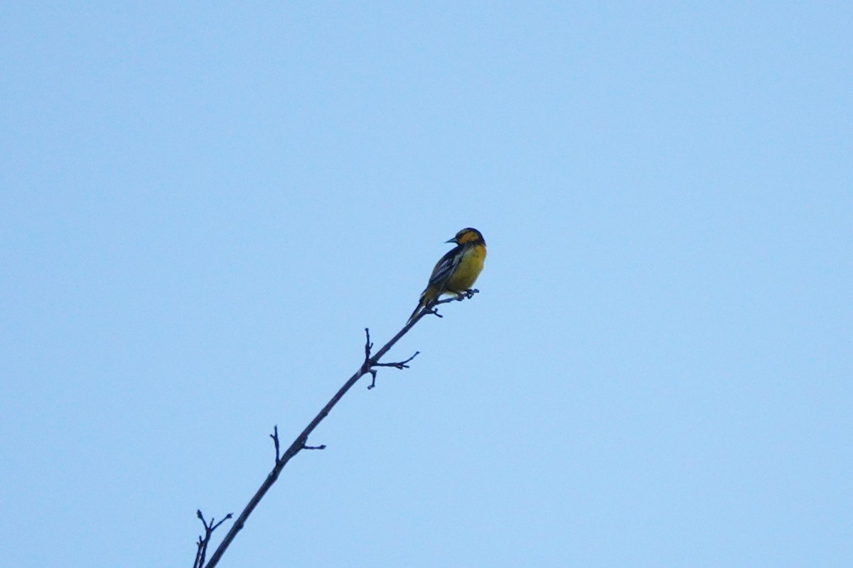 Bullock's Oriole - ML620612968