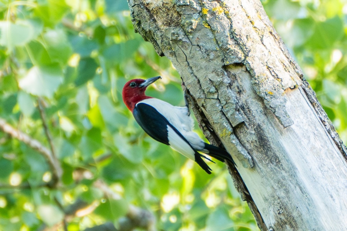 Red-headed Woodpecker - ML620612969