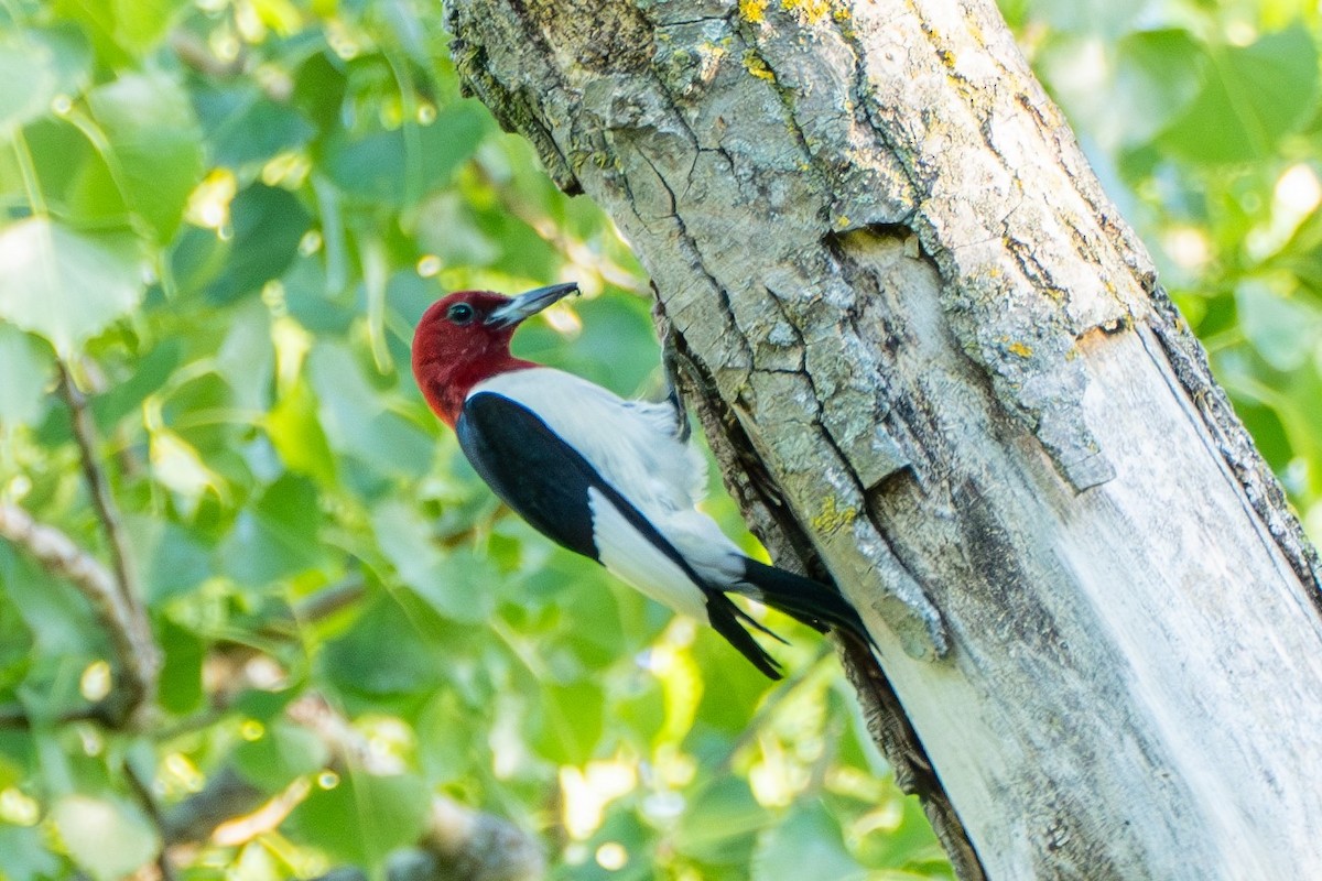 Red-headed Woodpecker - ML620612970