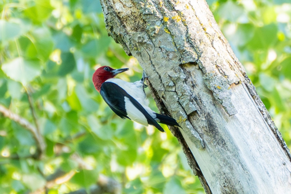 Red-headed Woodpecker - Breck Haining