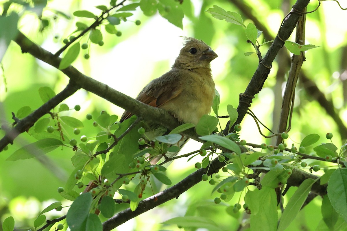 Northern Cardinal - ML620612974