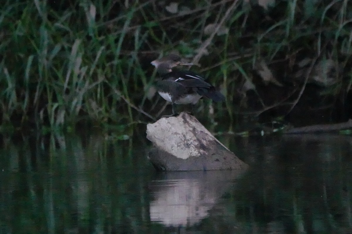 Hooded Merganser - ML620612984