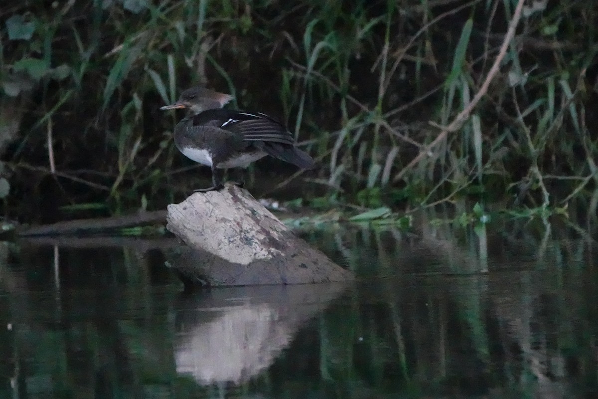 Hooded Merganser - ML620612985