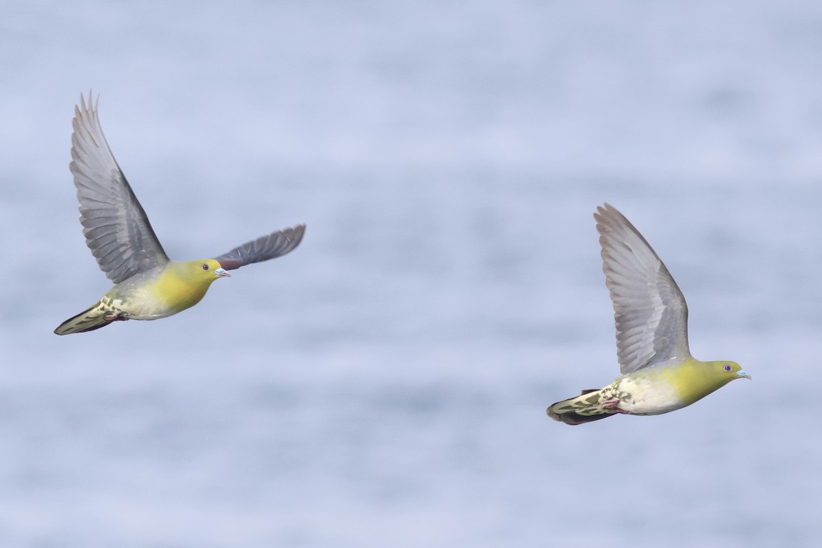 White-bellied Green-Pigeon - ML620612987