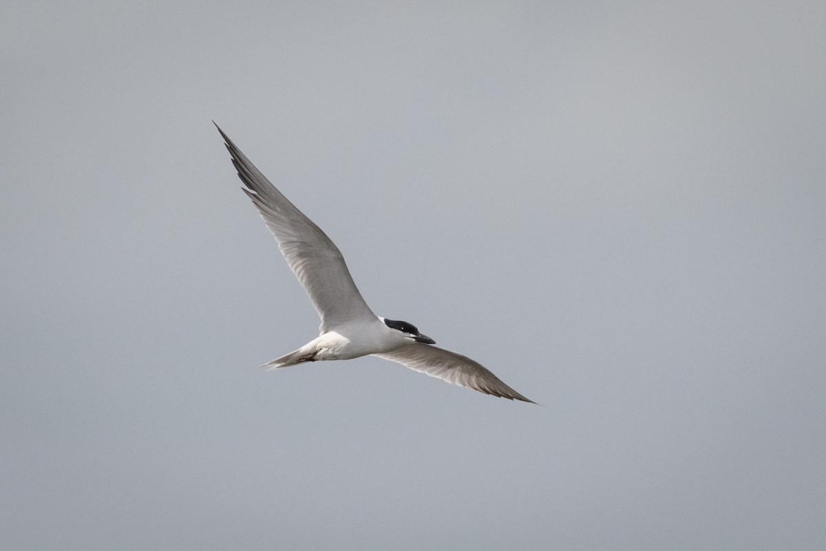 Gull-billed Tern - Eric Link