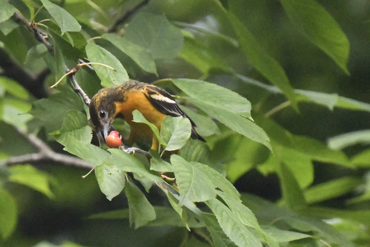 Baltimore Oriole - Kazumi Ohira