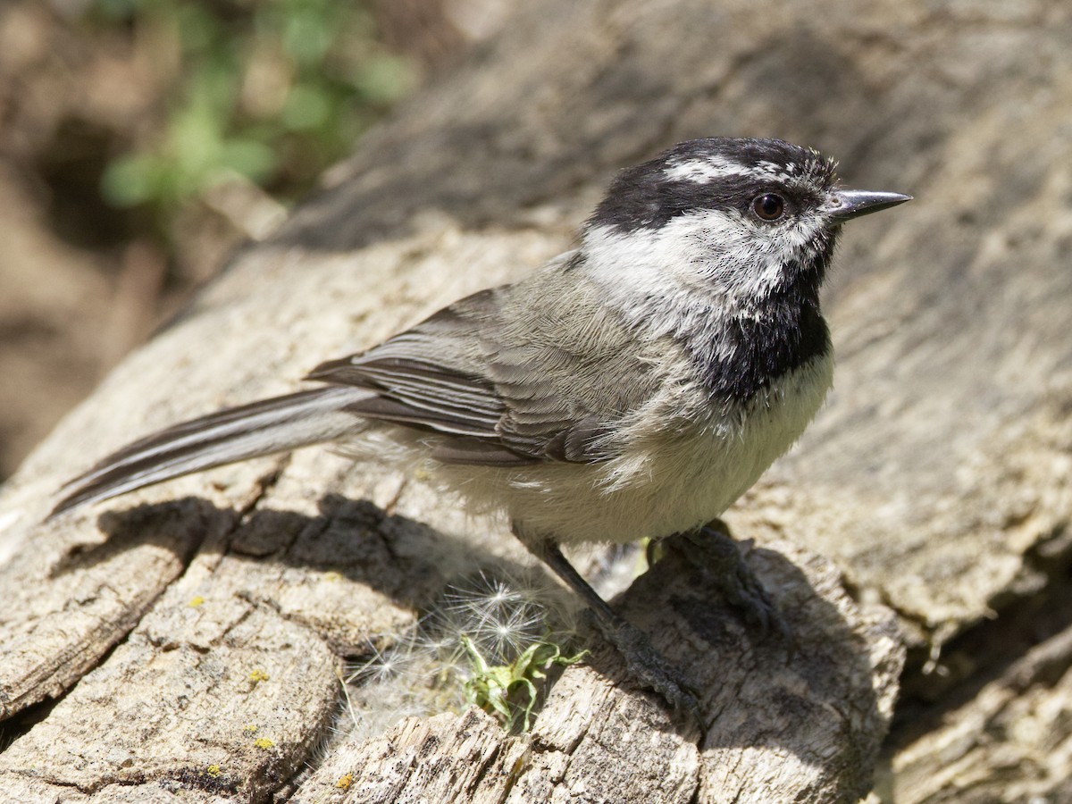 Mountain Chickadee - ML620612992