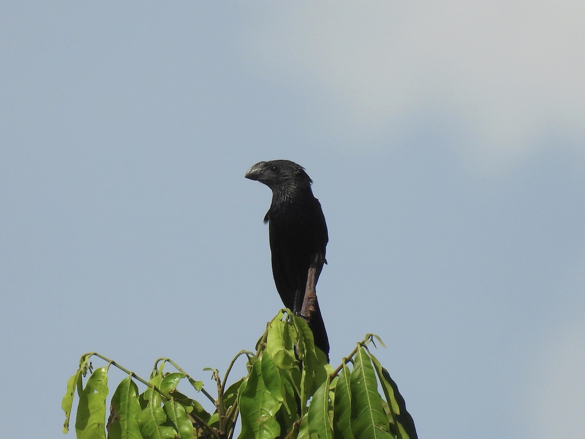 Smooth-billed Ani - ML620612993