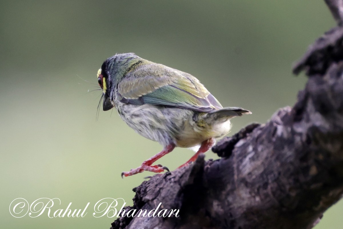 Coppersmith Barbet - Rahul Bhandari