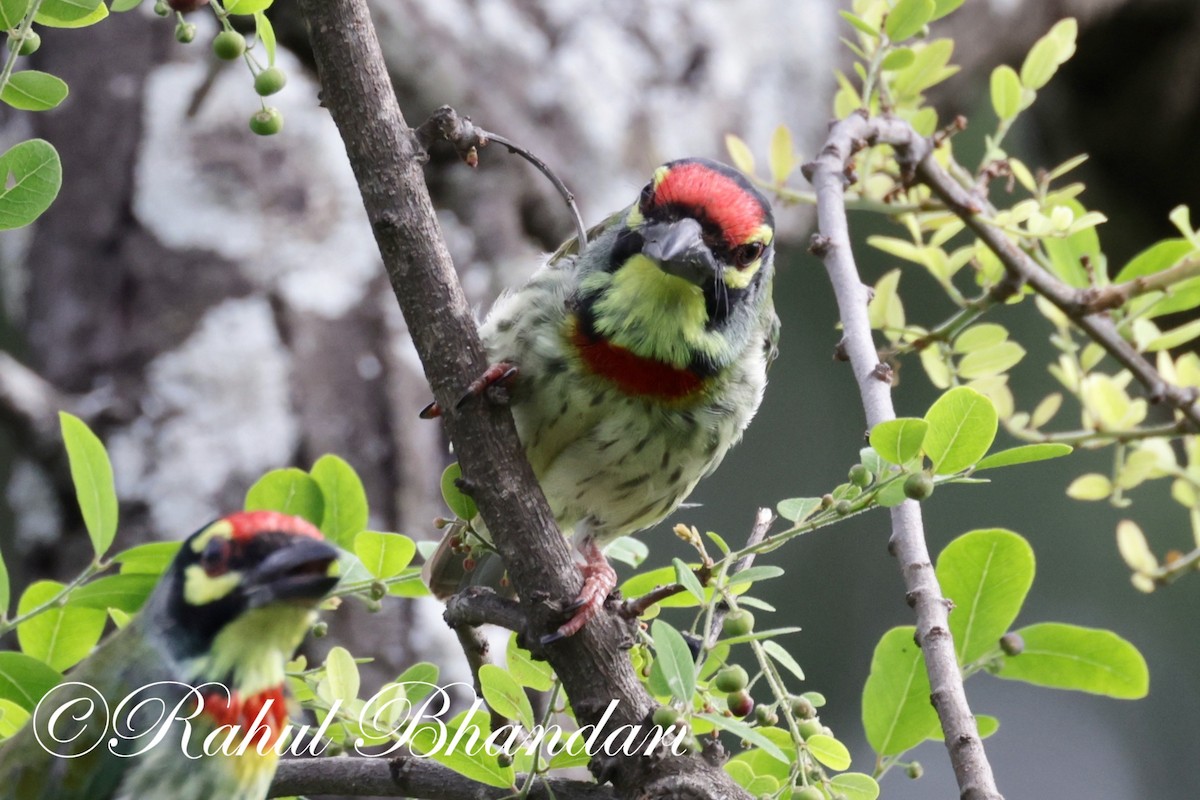 Coppersmith Barbet - ML620612996