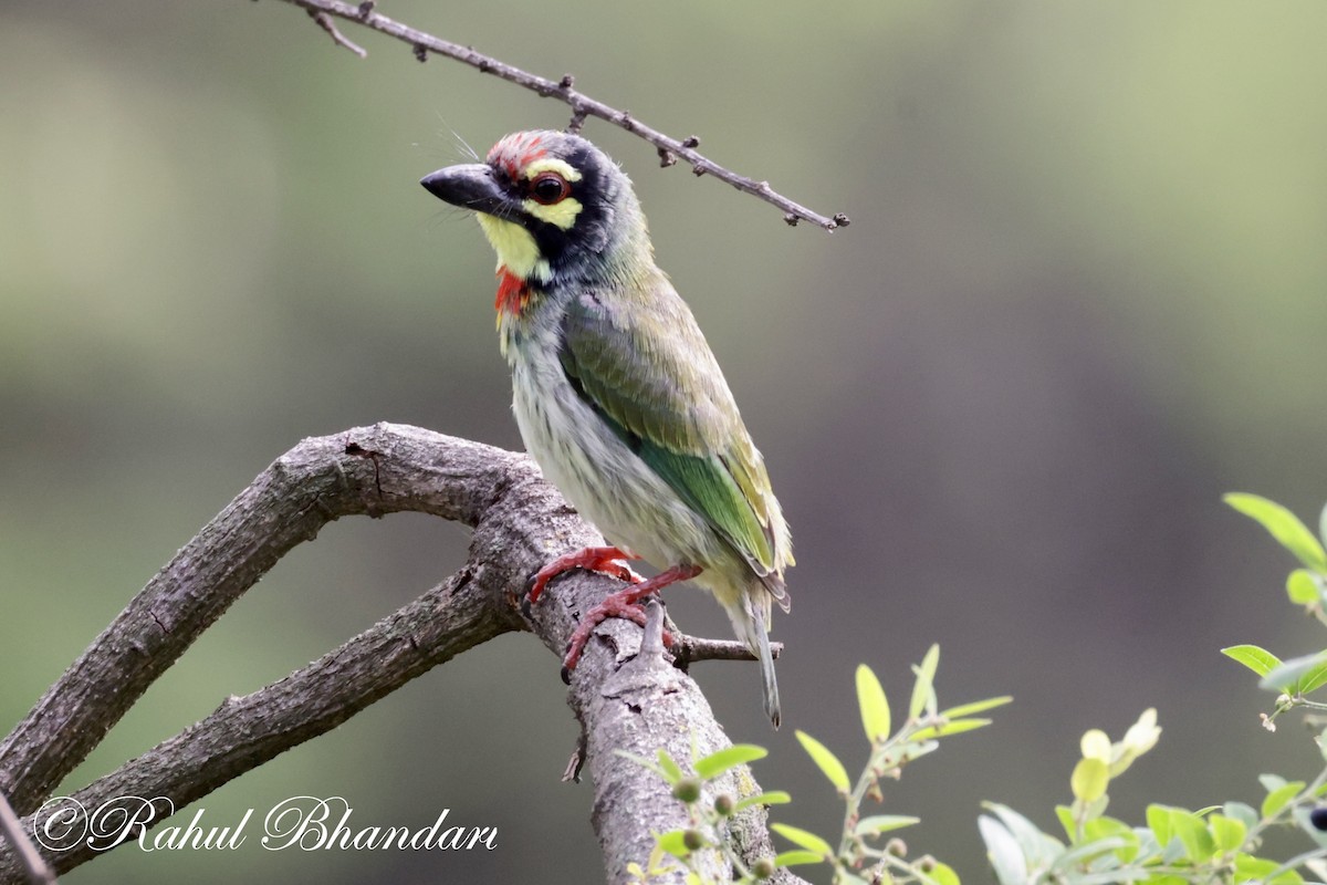 Coppersmith Barbet - ML620612997