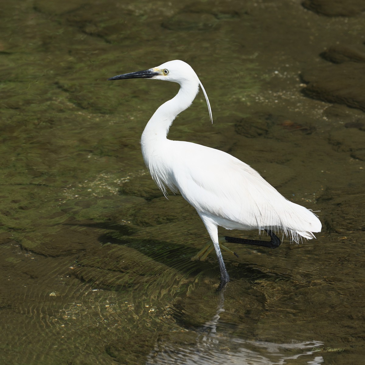 Little Egret - ML620613002