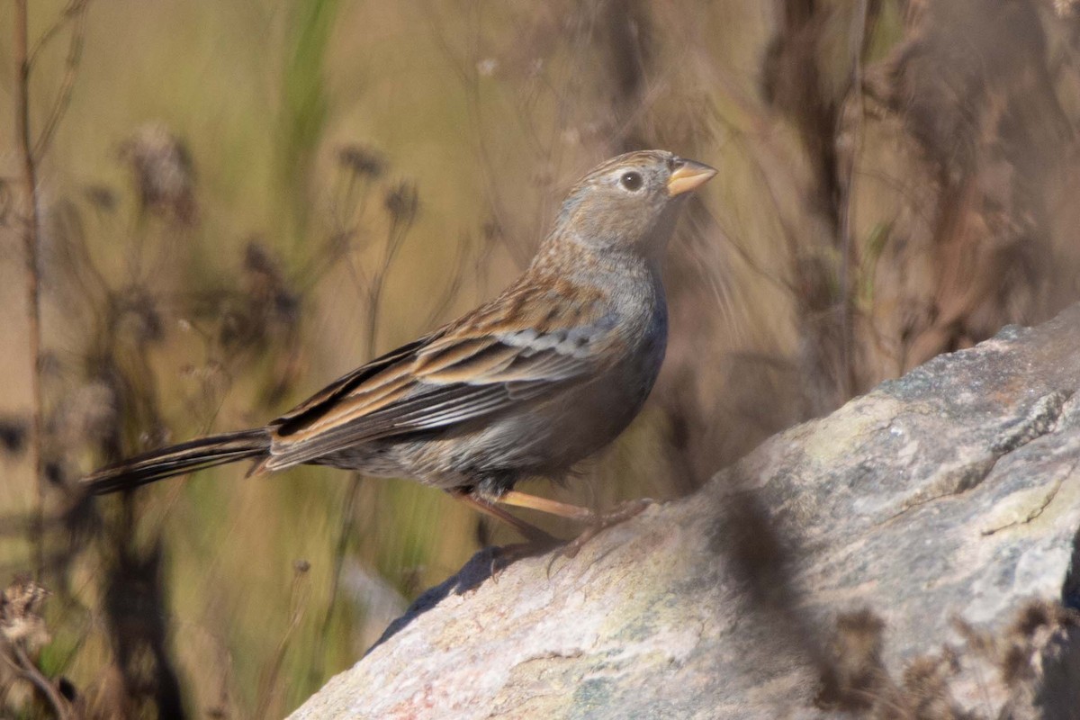 Carbonated Sierra Finch - ML620613003