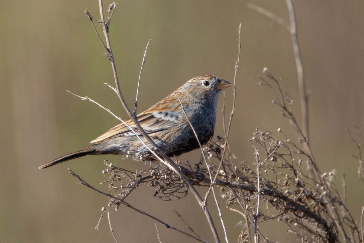 Carbonated Sierra Finch - ML620613004