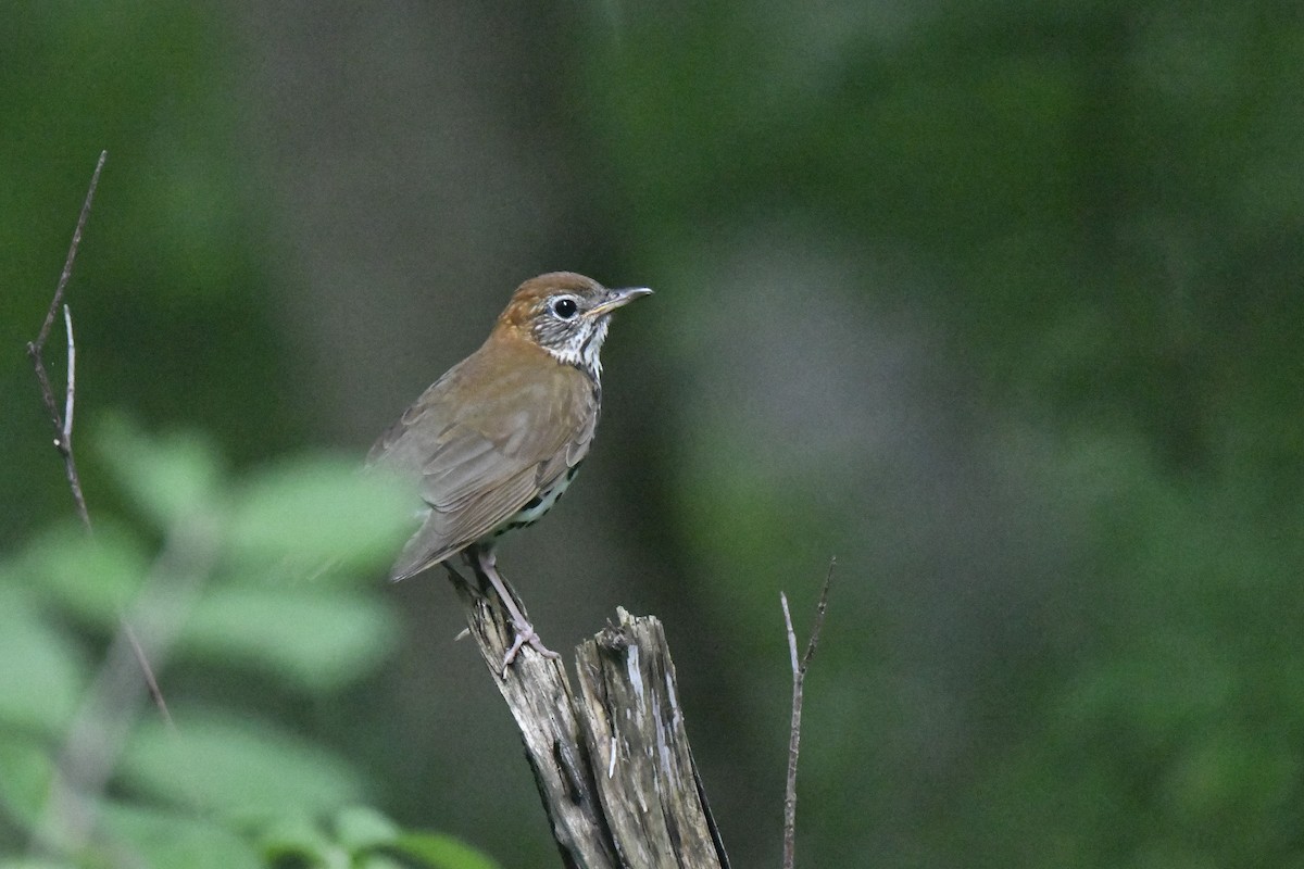 Wood Thrush - ML620613008