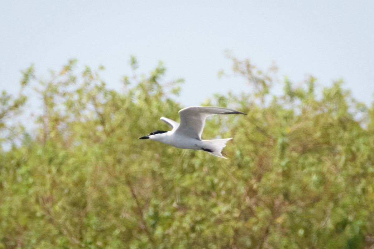 Gull-billed Tern - ML620613010