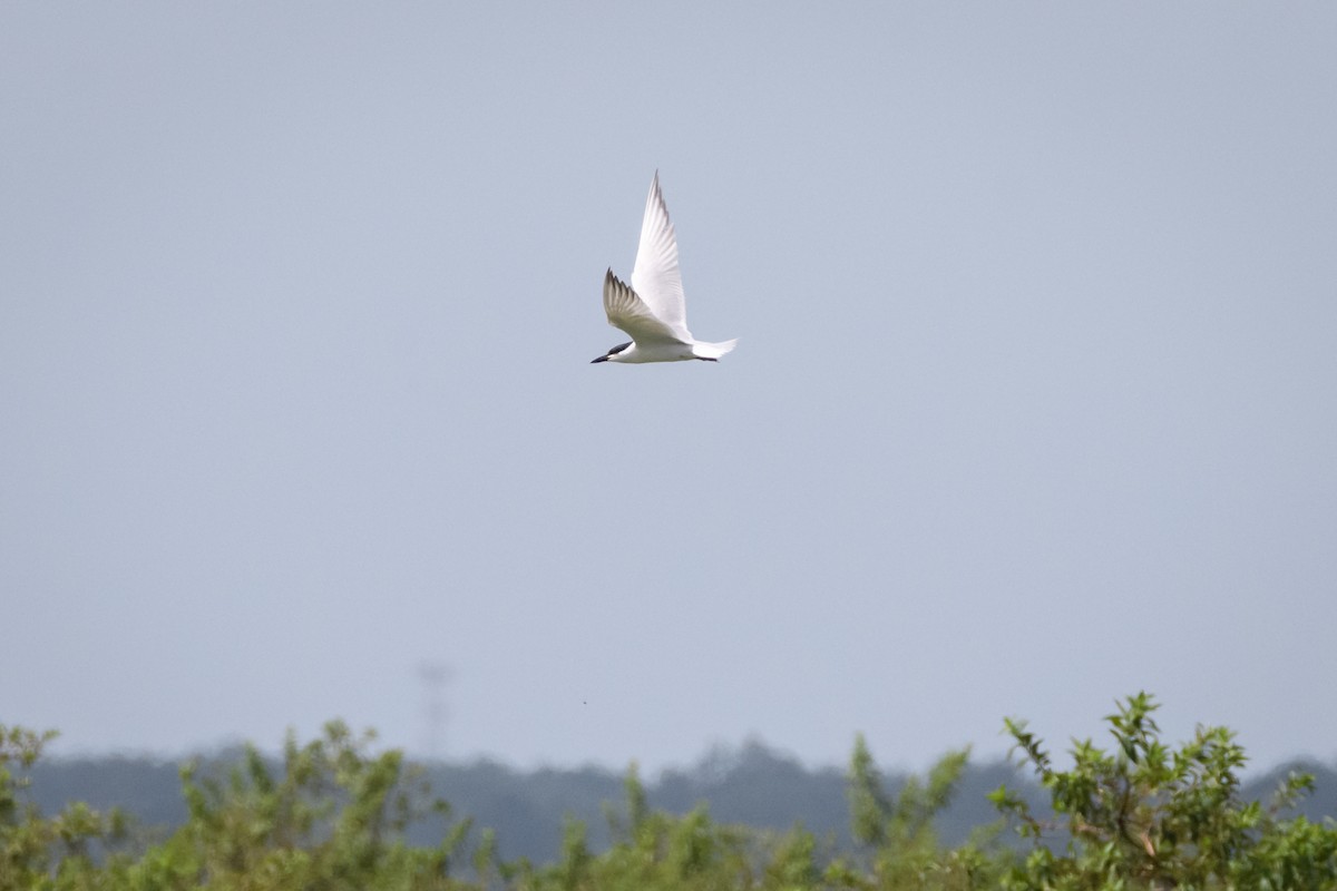 Gull-billed Tern - ML620613012