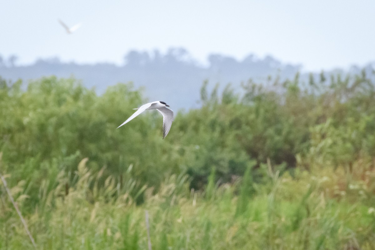 Gull-billed Tern - ML620613013