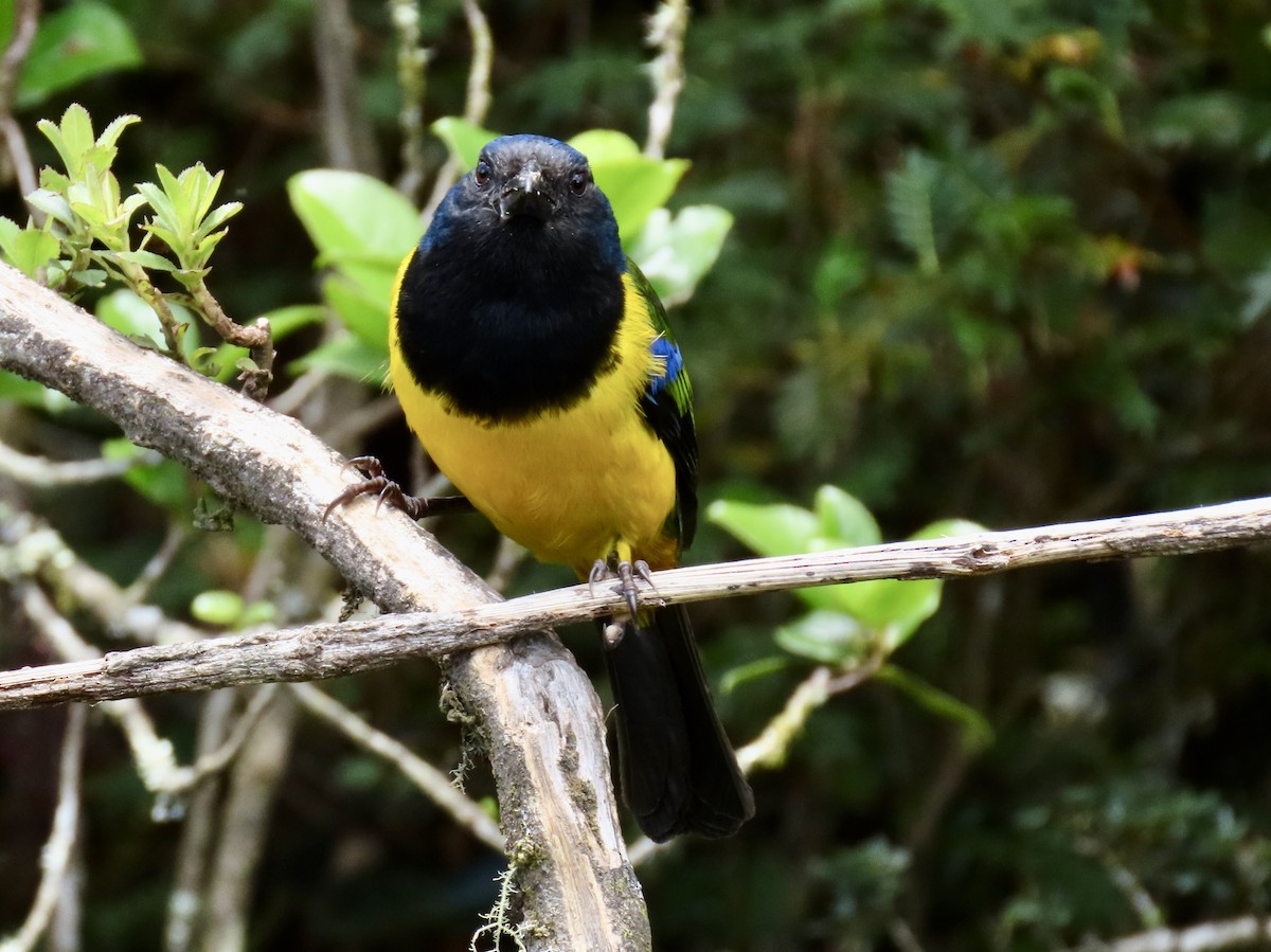 Black-chested Mountain Tanager - ML620613014