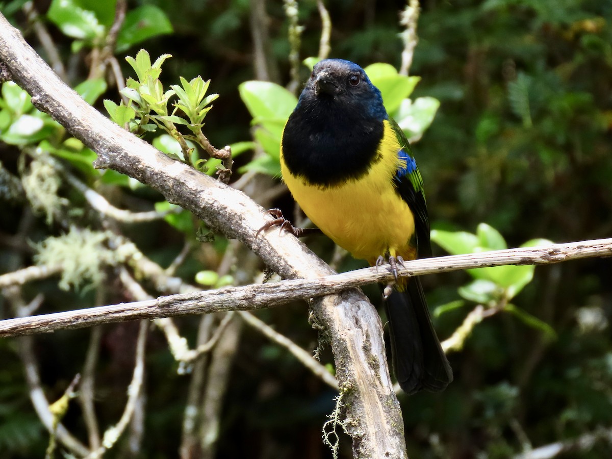 Black-chested Mountain Tanager - ML620613015