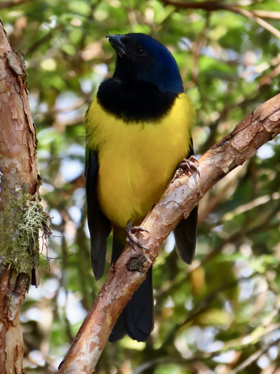 Black-chested Mountain Tanager - ML620613018