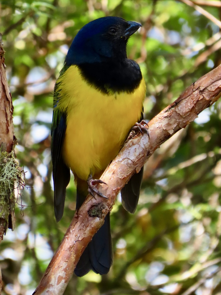 Black-chested Mountain Tanager - ML620613019