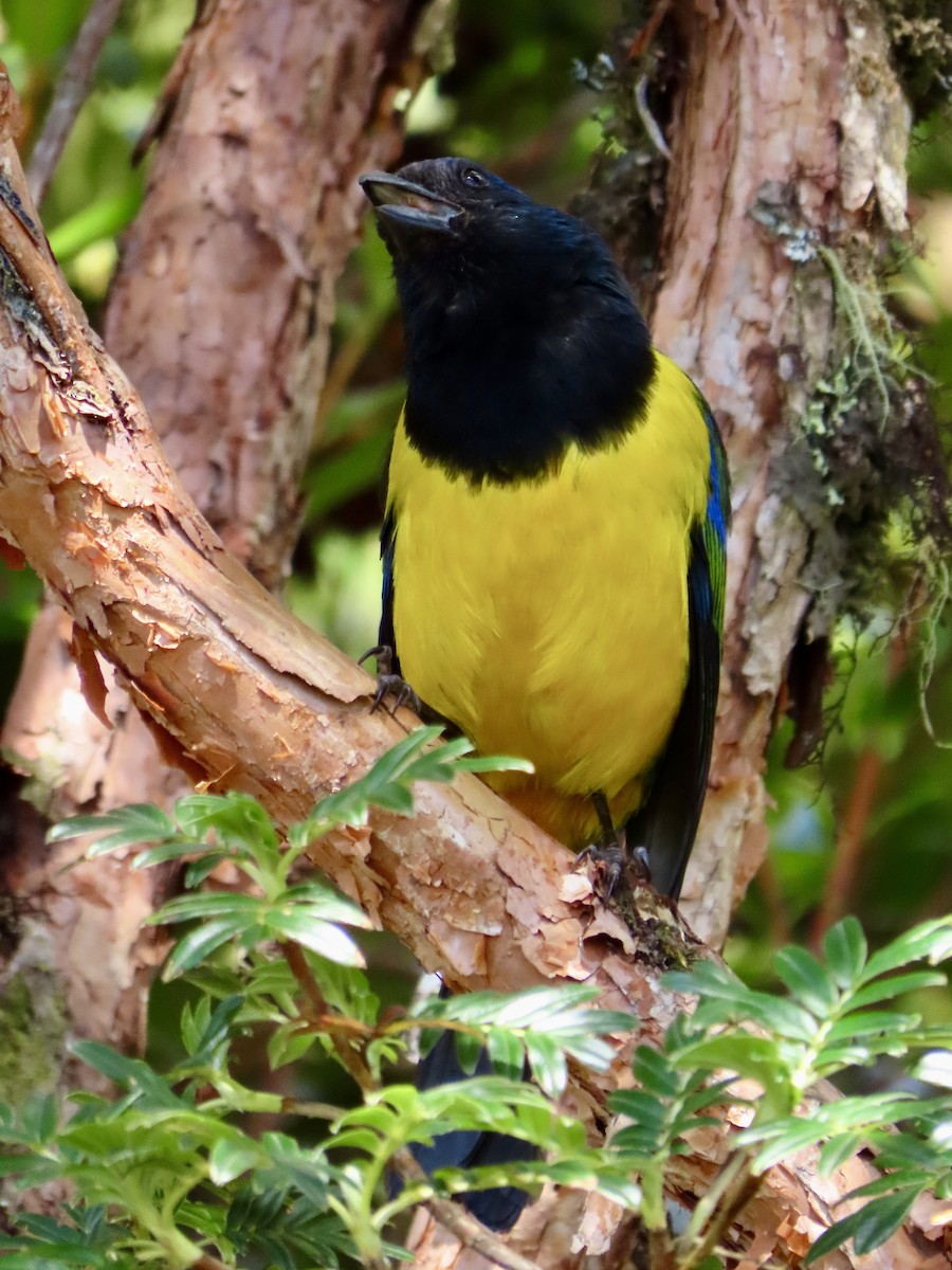 Black-chested Mountain Tanager - ML620613020