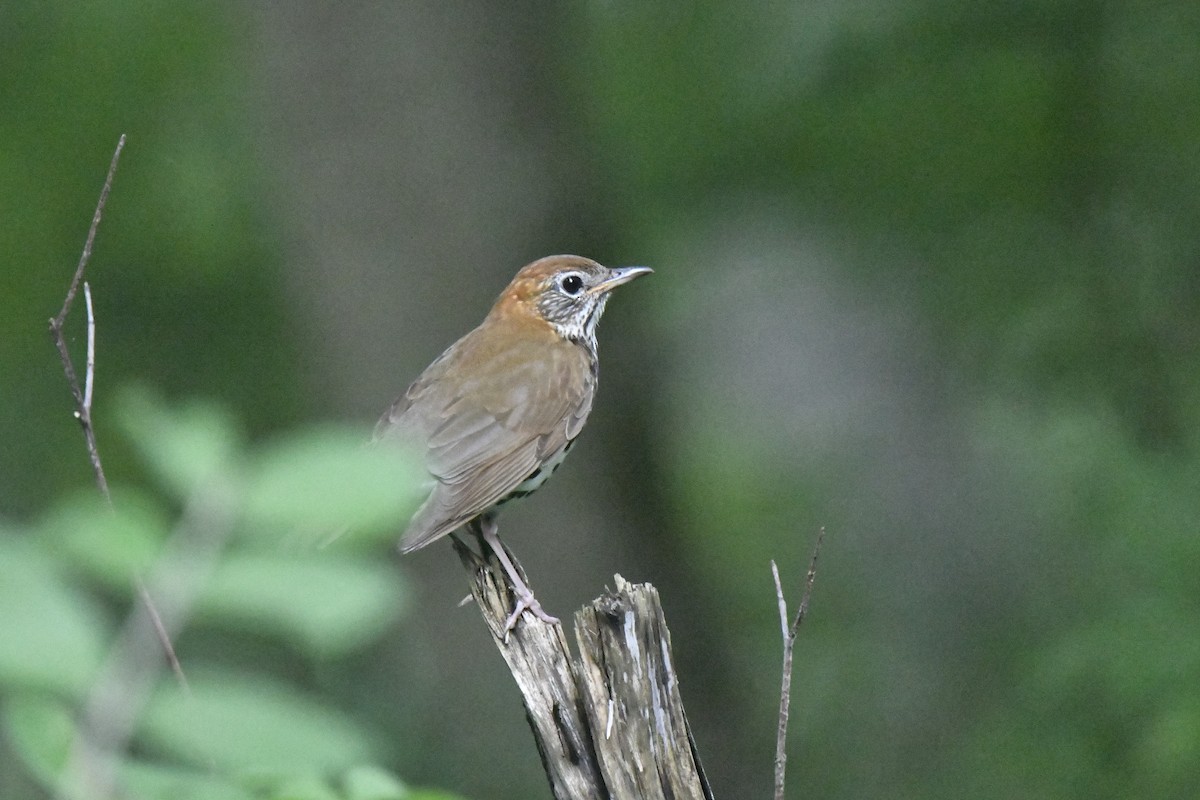 Wood Thrush - ML620613024