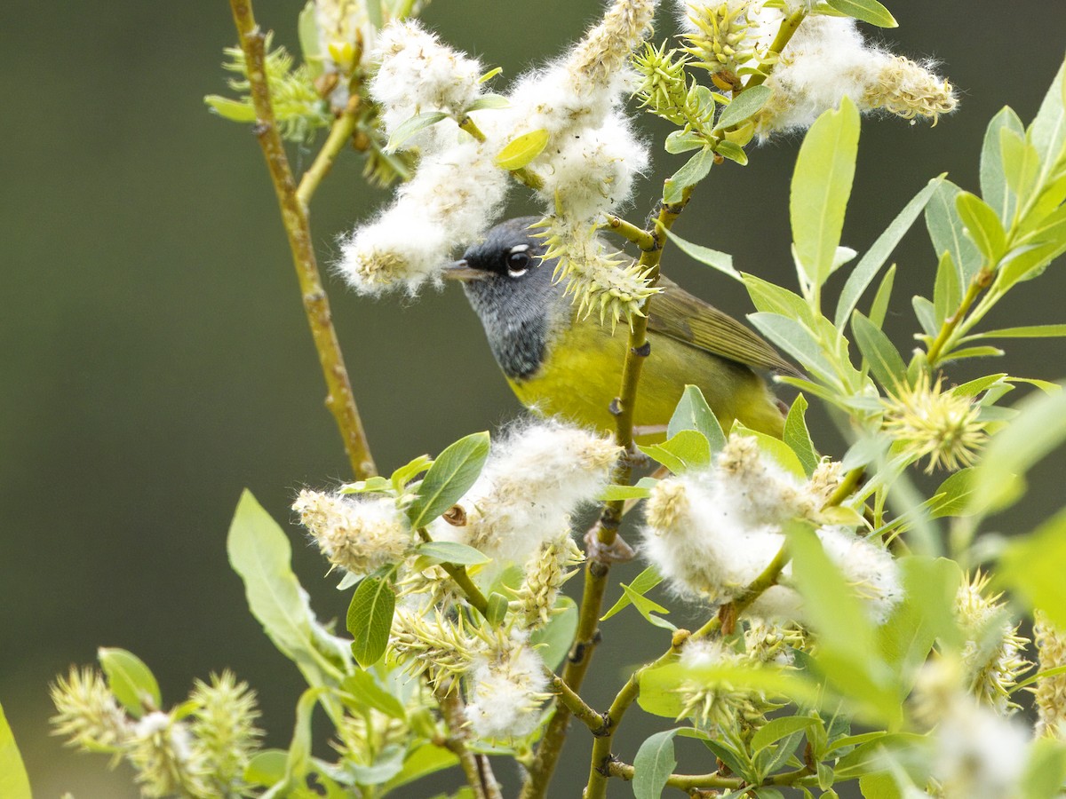 MacGillivray's Warbler - ML620613028