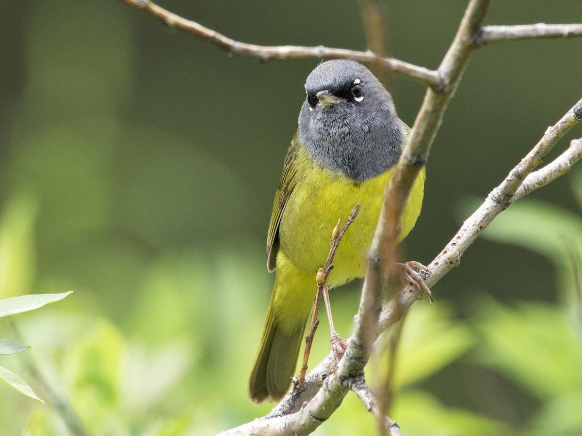 MacGillivray's Warbler - ML620613029