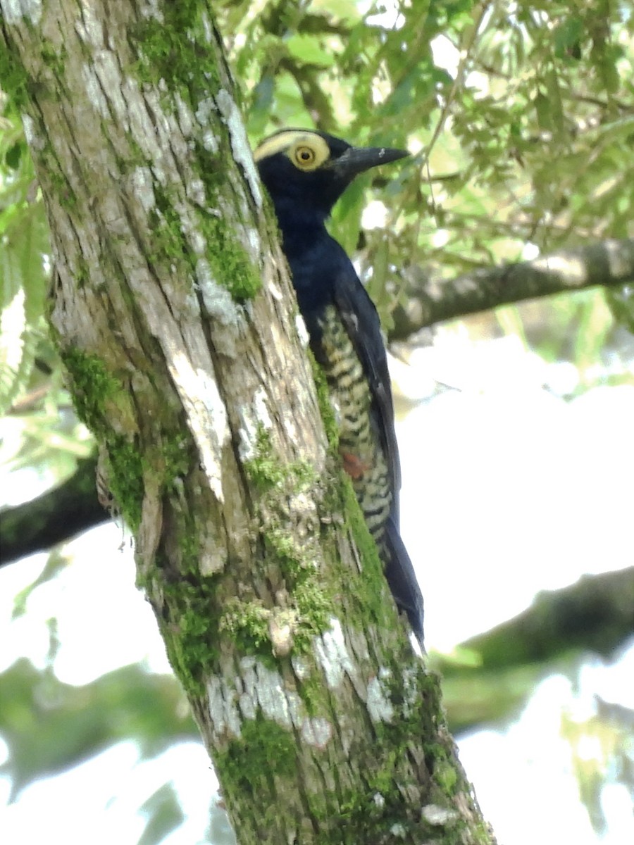 Yellow-tufted Woodpecker - ML620613030