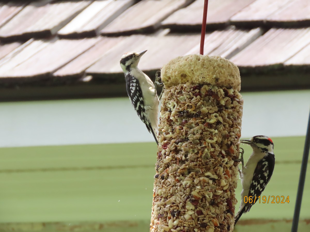 Downy Woodpecker - ML620613032