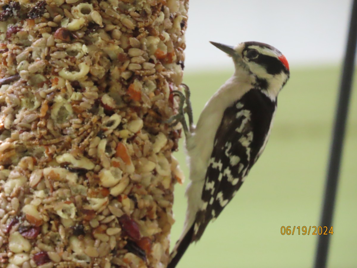 Downy Woodpecker - ML620613033