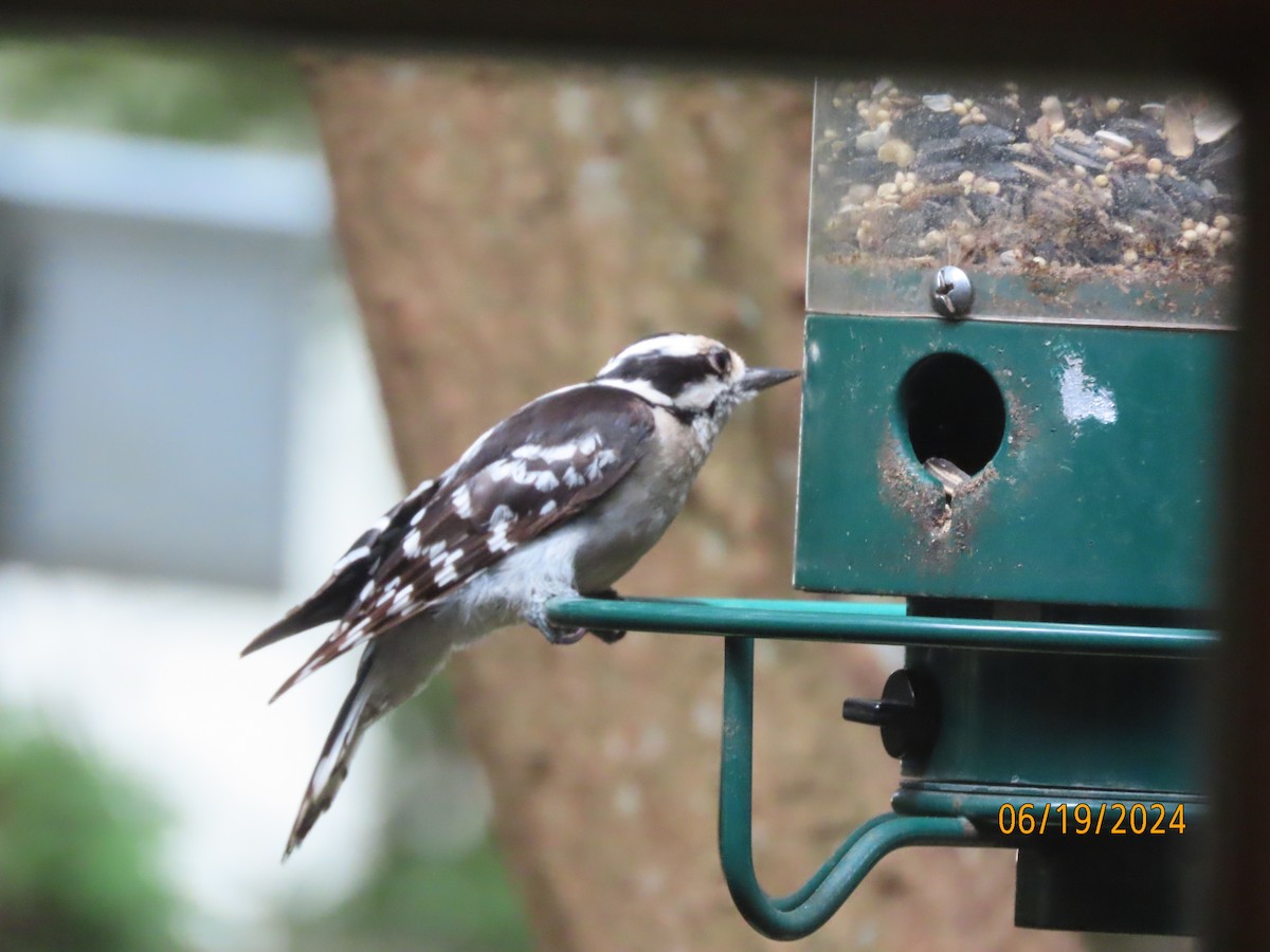 Downy Woodpecker - ML620613034