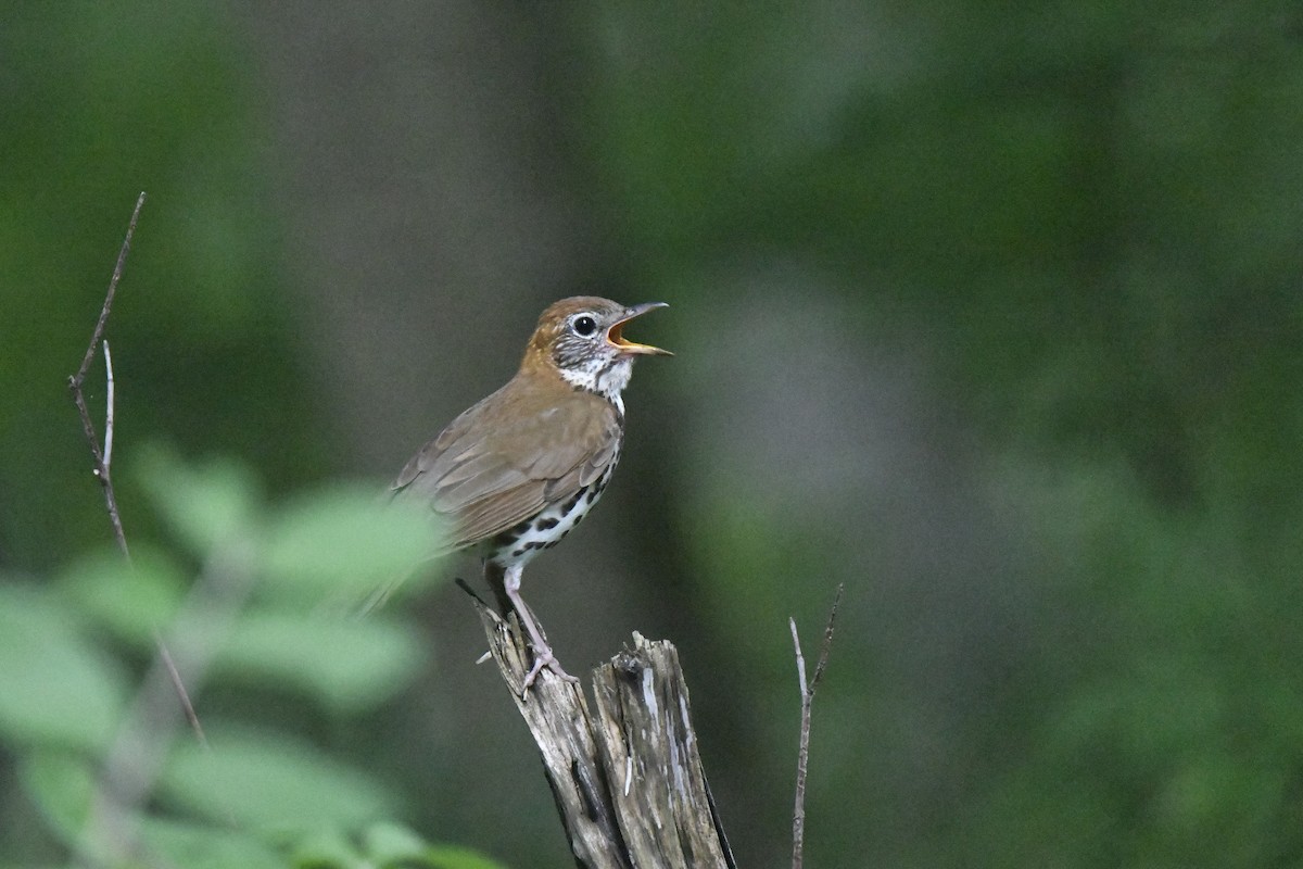 Wood Thrush - ML620613035