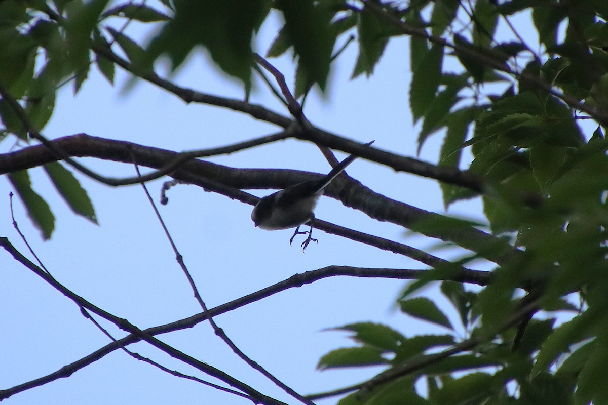 Long-tailed Tit - ML620613036