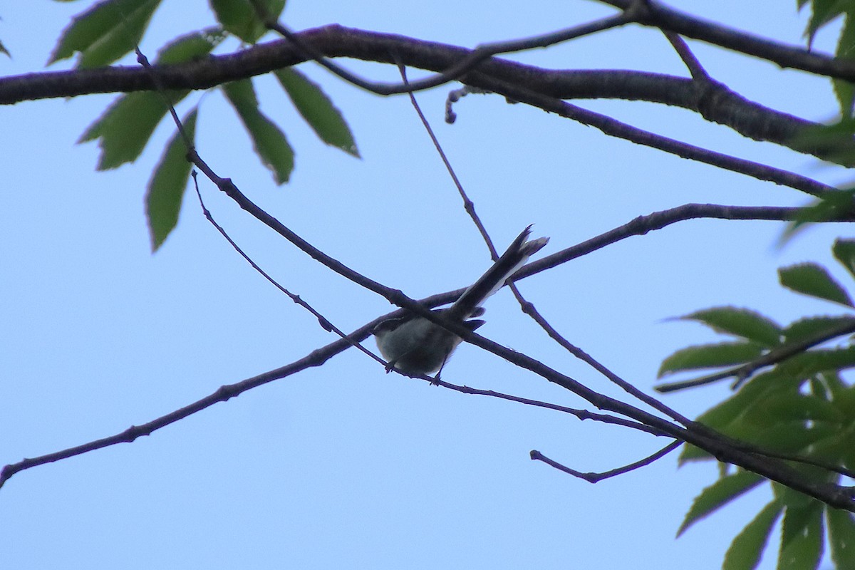 Long-tailed Tit - ML620613037