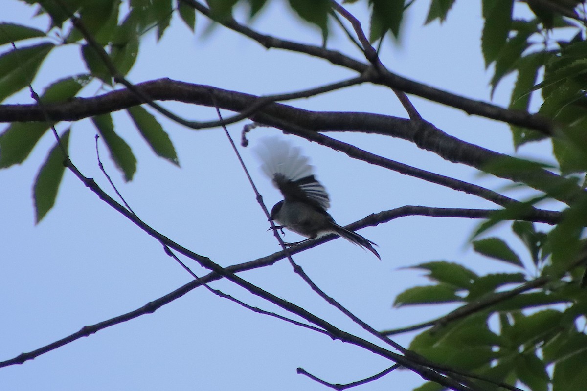 Long-tailed Tit - ML620613038