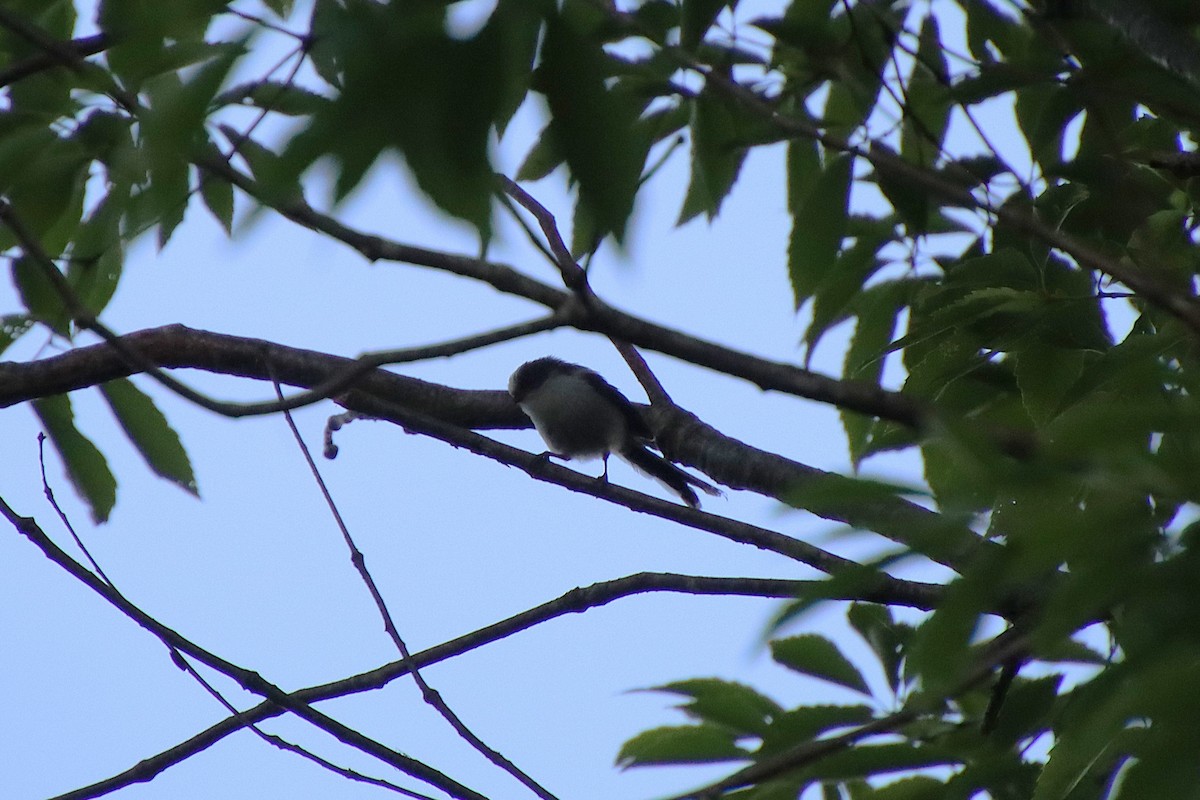 Long-tailed Tit - ML620613039