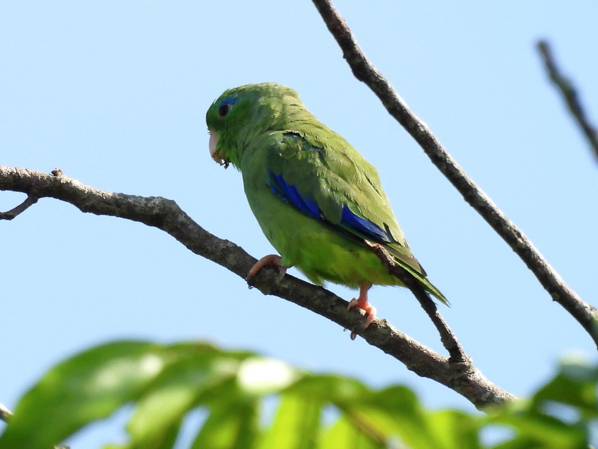 Spectacled Parrotlet - ML620613041