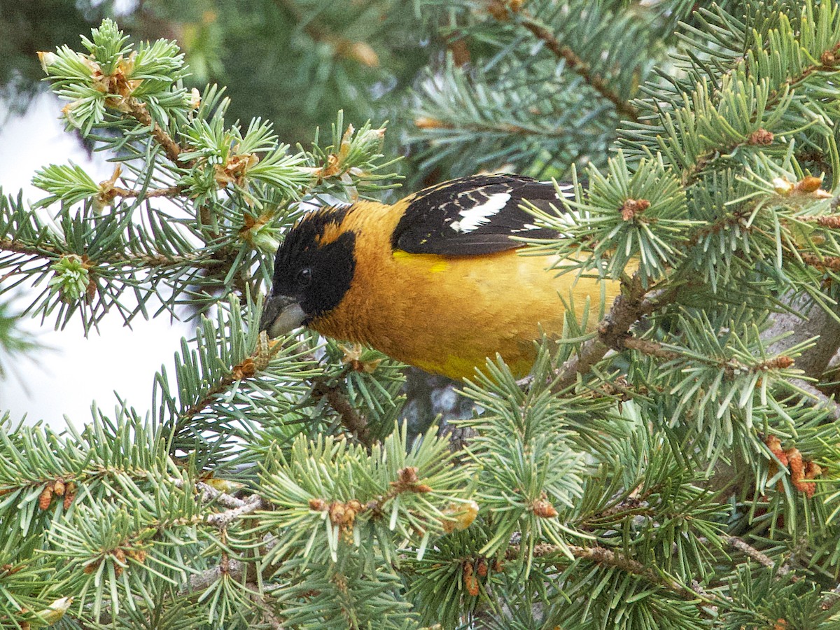 Black-headed Grosbeak - ML620613043